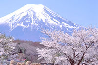 旅遊,日本旅遊,賞櫻,泡湯,溫泉美食,北海道,超值旅遊