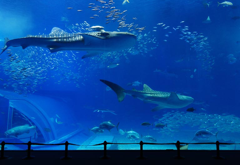 鳳凰旅遊,歌詩達郵輪,新浪漫號,沖繩水族館