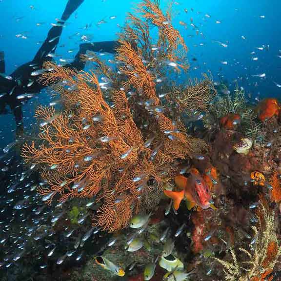 帛琉潛水旅遊