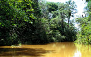 亞馬遜叢林